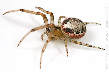 Red-sided sector spider Zygiella atrica