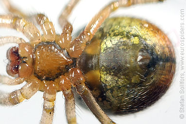 Red-sided sector spider Zygiella atrica