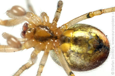 Red-sided sector spider Zygiella atrica