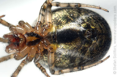 Red-sided sector spider Zygiella atrica