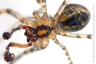 Red-sided sector spider Zygiella atrica