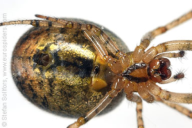 Red-sided sector spider Zygiella atrica