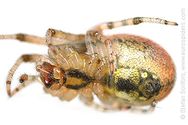 Red-sided sector spider Zygiella atrica