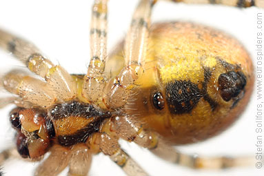 Red-sided sector spider Zygiella atrica