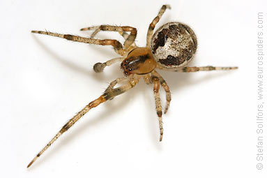 Silver-sided sector spider Zygiella x-notata