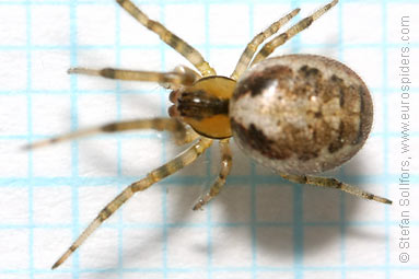 Silver-sided sector spider Zygiella x-notata