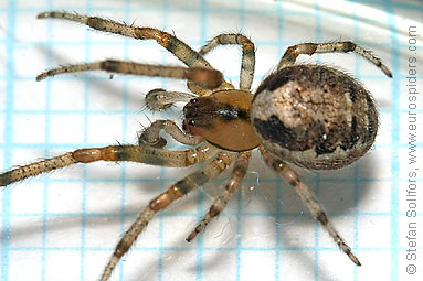 Silver-sided sector spider Zygiella x-notata