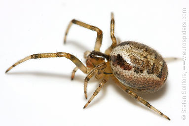 Silver-sided sector spider Zygiella x-notata