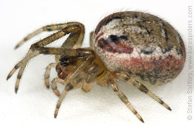 Silver-sided sector spider Zygiella x-notata
