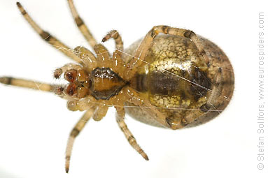 Silver-sided sector spider Zygiella x-notata