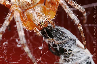 Garden or Cross spider Araneus diadematus