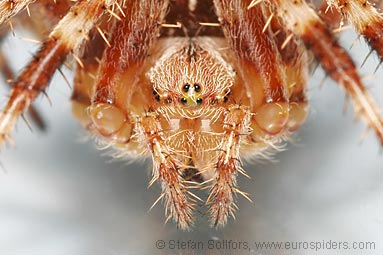 Garden or Cross spider Araneus diadematus