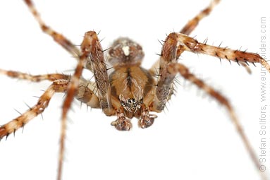 Garden or Cross spider Araneus diadematus