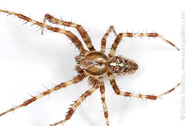 Garden or Cross spider Araneus diadematus