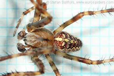 Garden or Cross spider Araneus diadematus