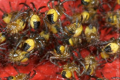 Garden or Cross spider Araneus diadematus