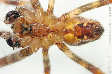 Garden or Cross spider Araneus diadematus