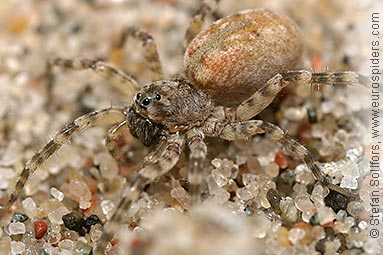 Northern bear-spider Arctosa cinerea