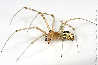 Common hammock-weaver Linyphia triangularis