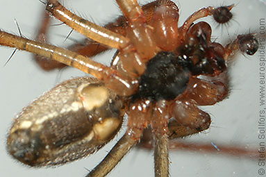 Autumn spider Metellina segmentata