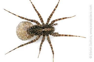 Spotted wolf-spider Pardosa amentata