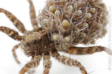 Spotted wolf-spider Pardosa amentata