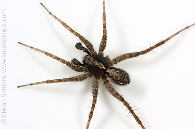 Spotted wolf-spider Pardosa amentata