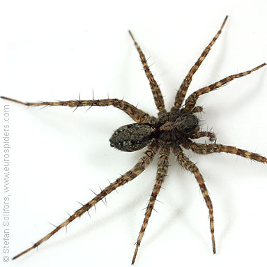 Spotted wolf-spider Pardosa amentata