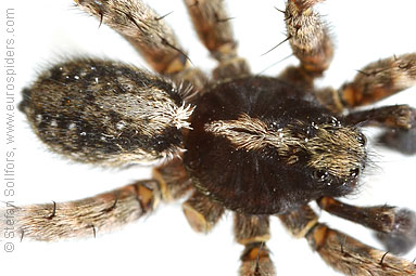 Spotted wolf-spider Pardosa amentata