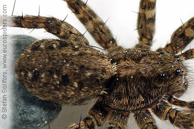 Spotted wolf-spider Pardosa amentata