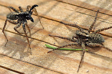 Spotted wolf-spider Pardosa amentata