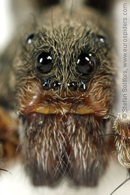 Spotted wolf-spider Pardosa amentata