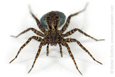 Spotted wolf-spider Pardosa amentata