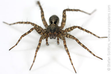 Spotted wolf-spider Pardosa amentata