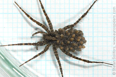 Spotted wolf-spider Pardosa amentata