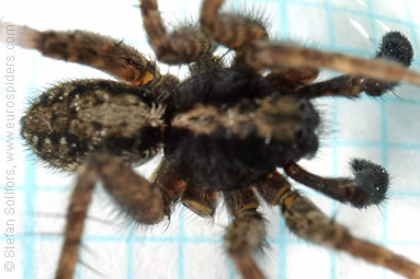 Spotted wolf-spider Pardosa amentata