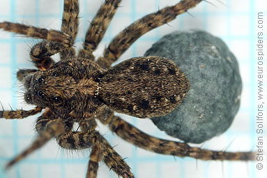 Spotted wolf-spider Pardosa amentata