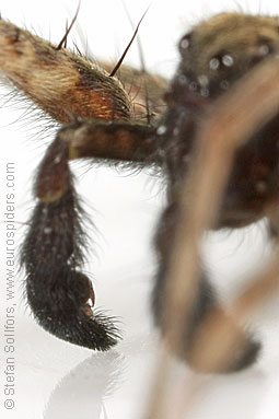 Spotted wolf-spider Pardosa amentata