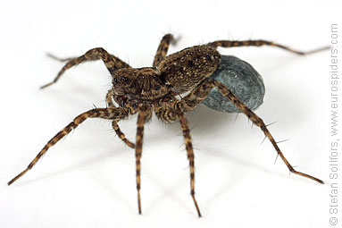 Spotted wolf-spider Pardosa amentata