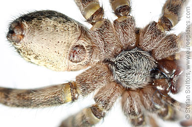 Spotted wolf-spider Pardosa amentata