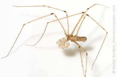 Female Daddy Long-legs Spider (Pholcus phalangioides) and eggs