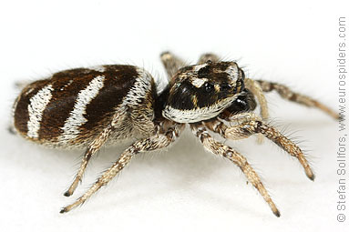 Zebra Jumping Spiders: A Salticus Scenicus Care Guide!