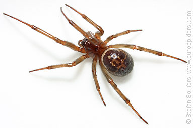 Noble false-widow Steatoda nobilis