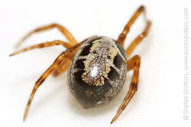 Noble false-widow Steatoda nobilis