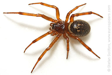 Noble false-widow Steatoda nobilis