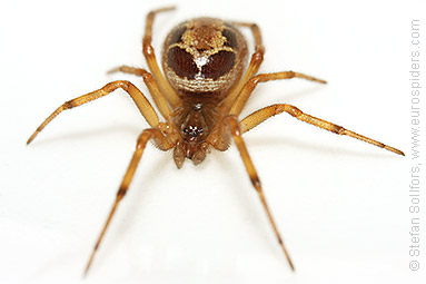 Noble false-widow Steatoda nobilis