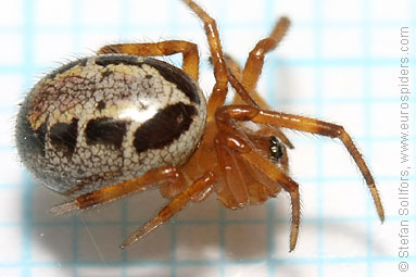 Noble false-widow Steatoda nobilis