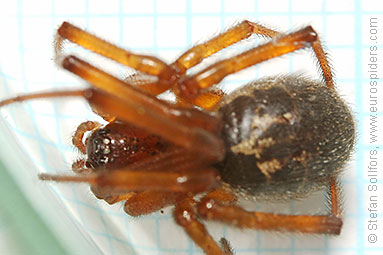 Noble false-widow Steatoda nobilis