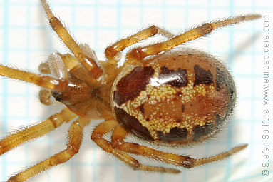 Noble false-widow Steatoda nobilis