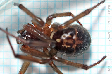 Noble false-widow Steatoda nobilis